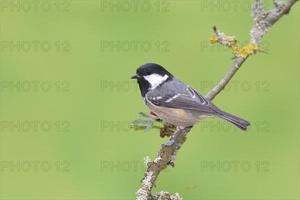 Coal tit