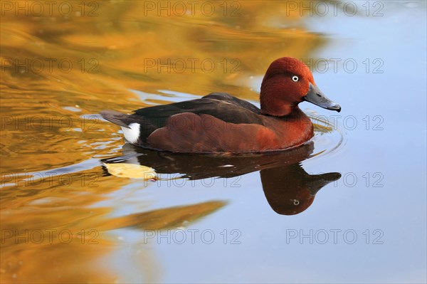 Ferruginous duck