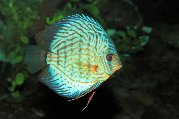 Brown Discus