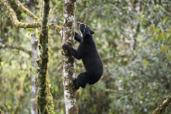 Spectacled Bear