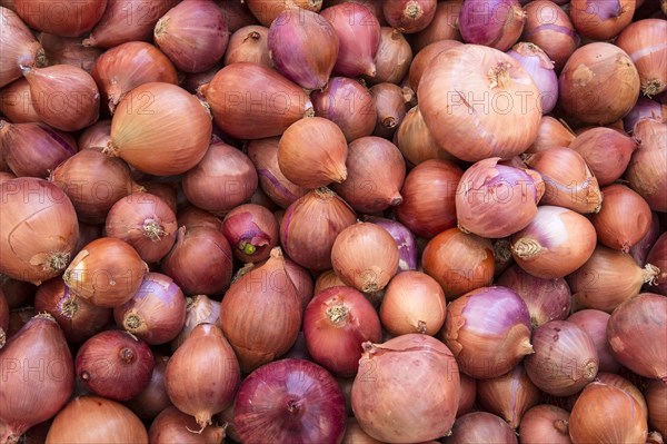 Macro view of fresh onions