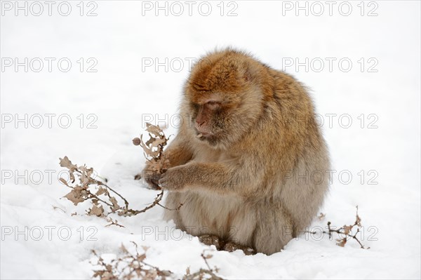 Barbary macaque