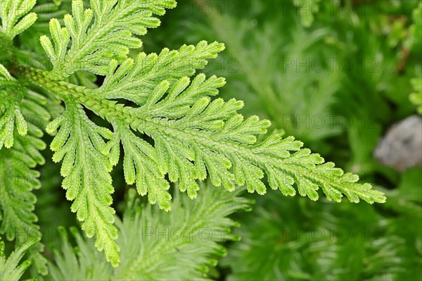 Club moss