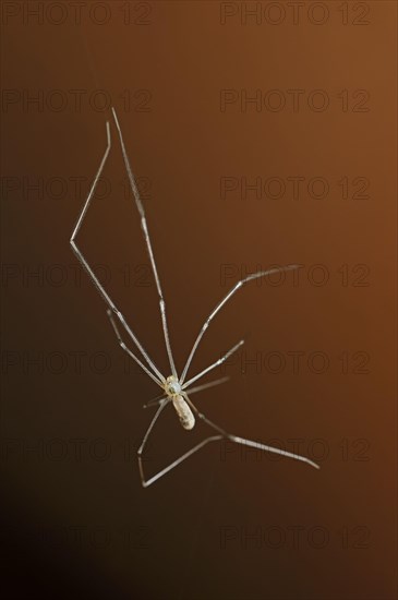 Daddy Long-legs Spider