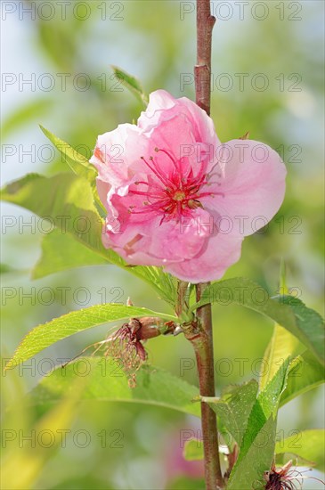 Peach tree