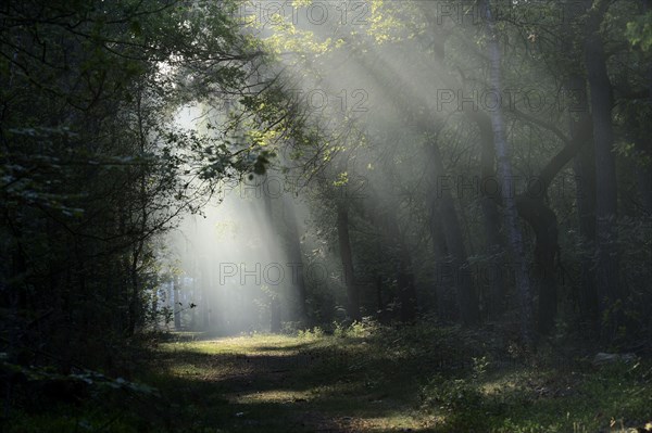 Sunbeams in the morning mist