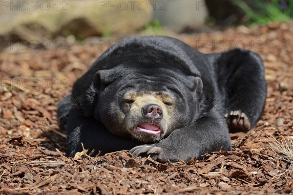 Sun bear