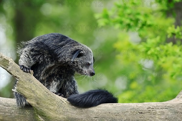 Binturong