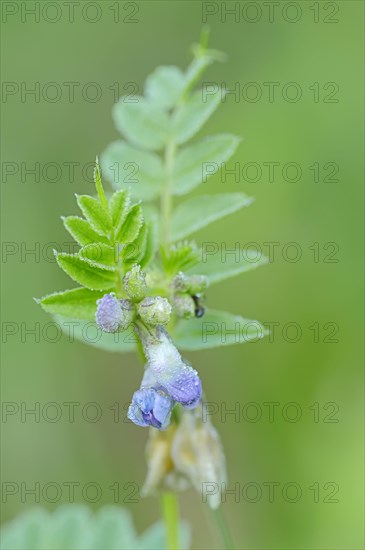 Bush Vetch