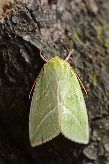 Pseudoips prasinana