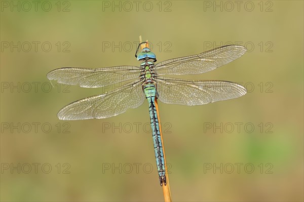 Emperor dragonfly