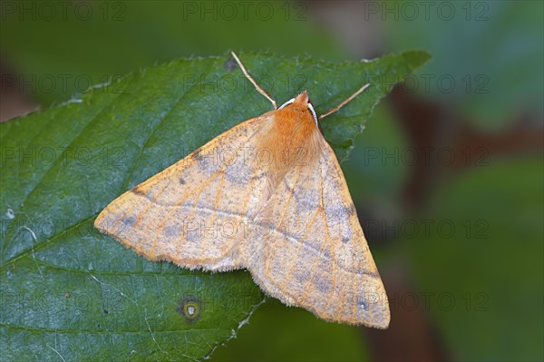 Feathered Thorn