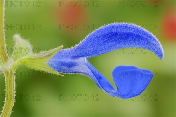 Gentian Sage