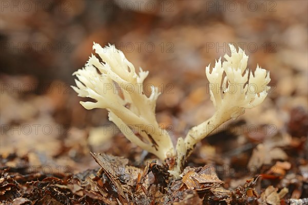 Crested Coral