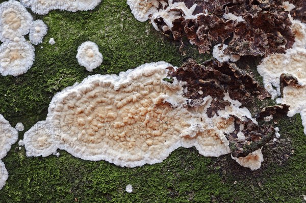 Detached bark fungus