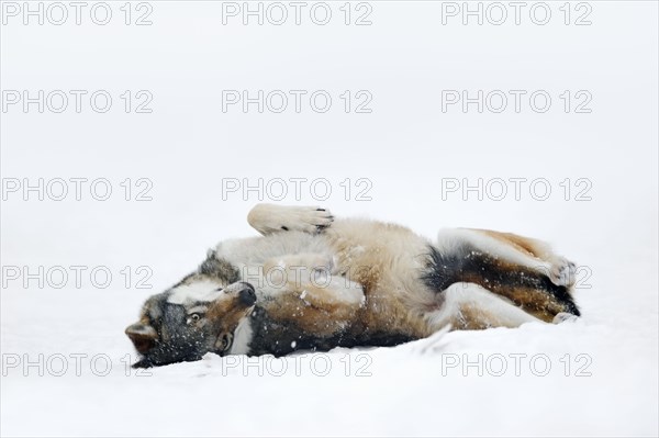 European gray wolf