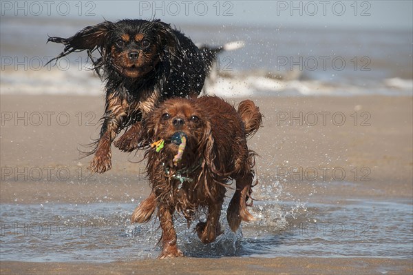 Cavalier King Charles Spaniel