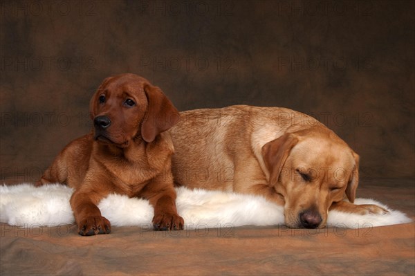 Labrador Retriever