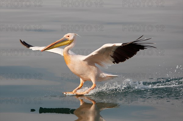 Great White Pelican