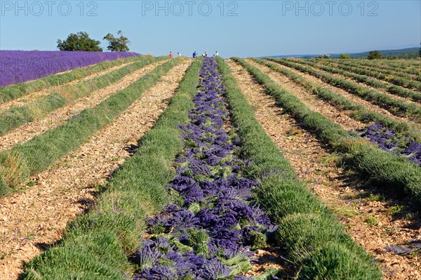 Lavender field