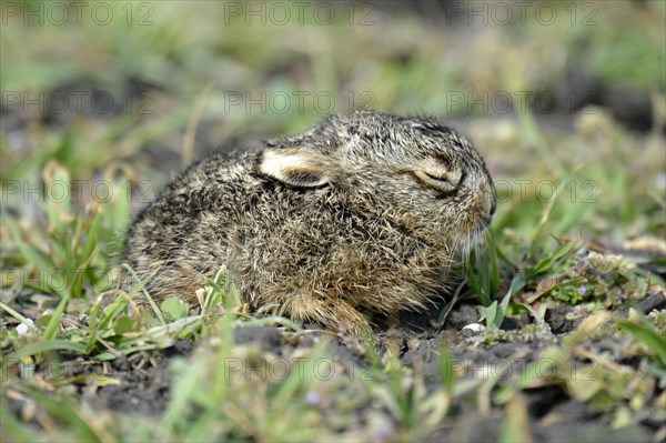 Brown Hare