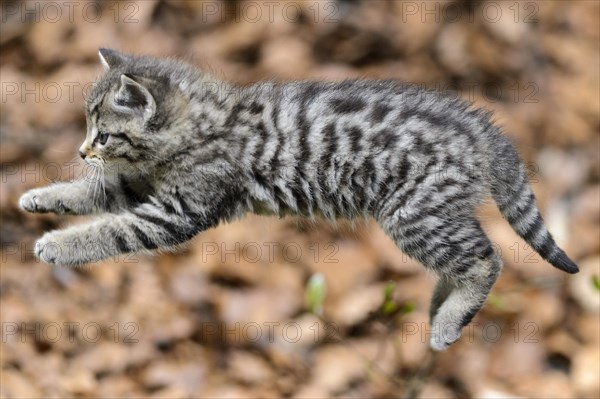 European Wildcat