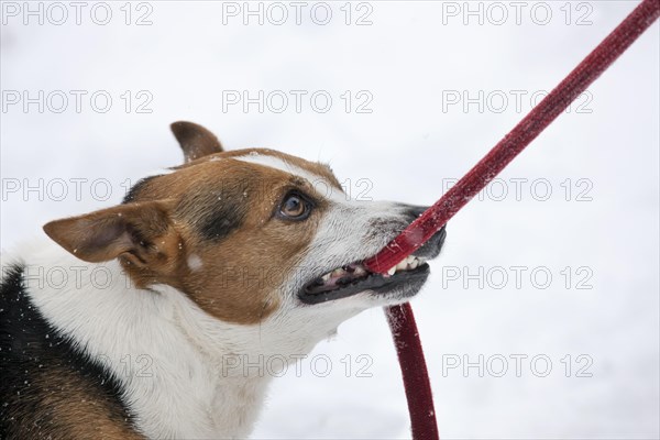 Jack Russell Terrier tugging on leash