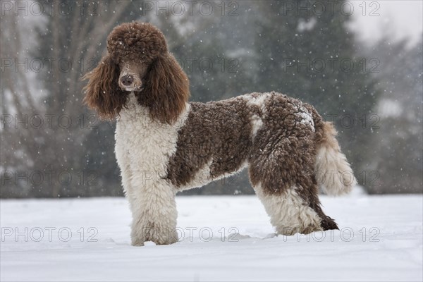 Large Poodle