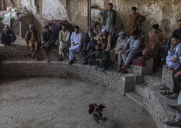 Traditional cockfight in Mazar-E-Sharif