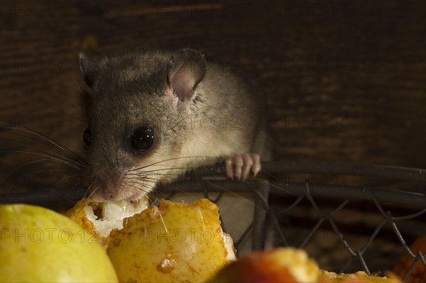 Edible dormouse