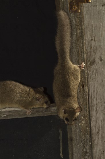 Edible dormouse