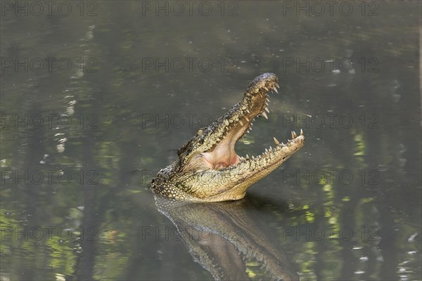 Siamese crocodile