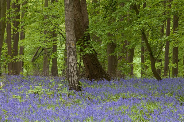 Bluebell in the blue forest near Hueckelhoven