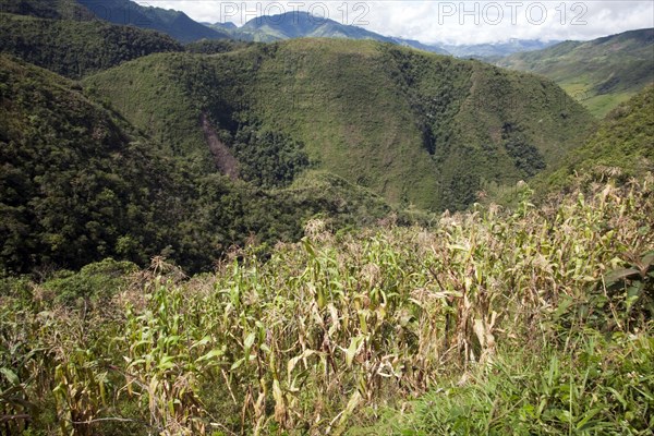 Maize field