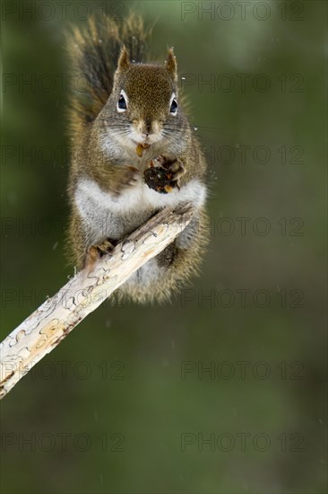 Red squirrel eating spruce cone