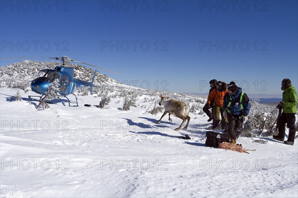 Team of Quebec's minister of natural ressources and wildlife fits caribou
