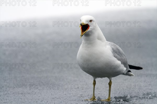 Ring-billed gull