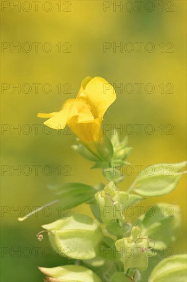 Yellow Gauklerblume