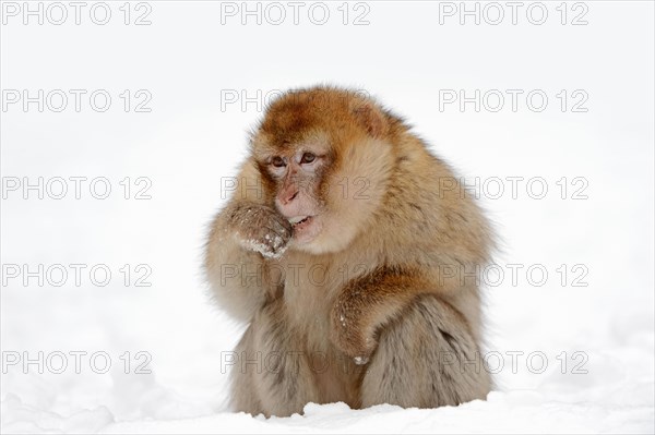 Barbary macaque