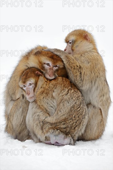 Barbary Monkeys