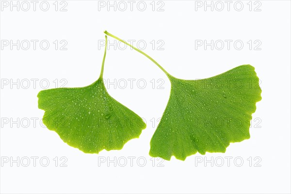 Maidenhair tree leaves