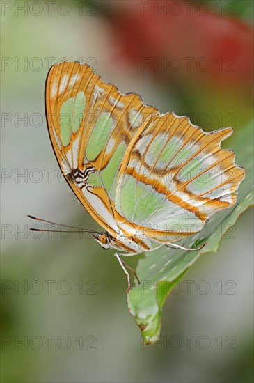 Malachite butterfly