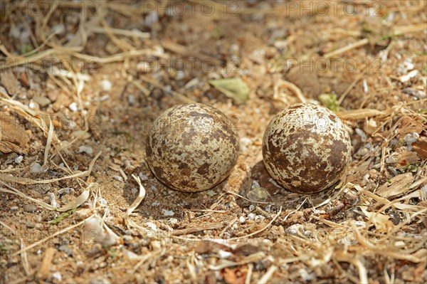 Spotted Thick-knee