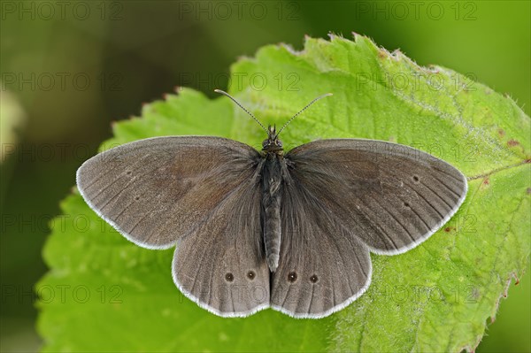 Ringlet