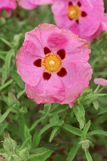 Orchid Rockrose