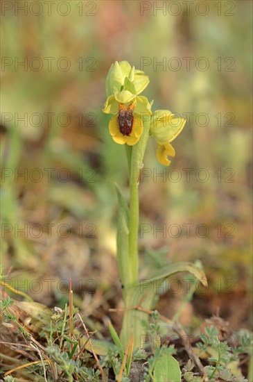 Yellow Ophrys