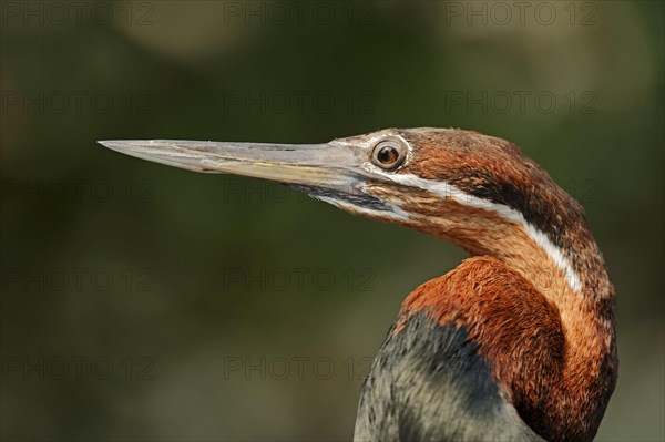 African Darter