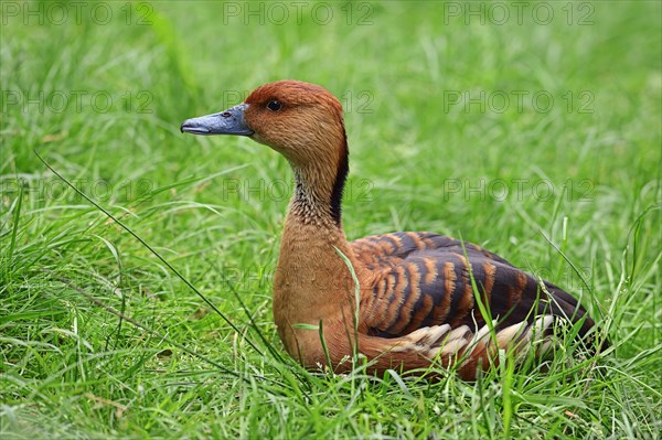 Fulvous Whistling Duck