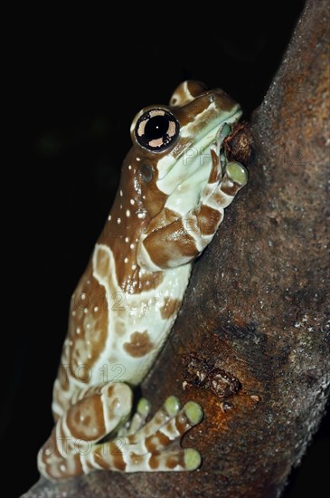 Amazon Milk Frog