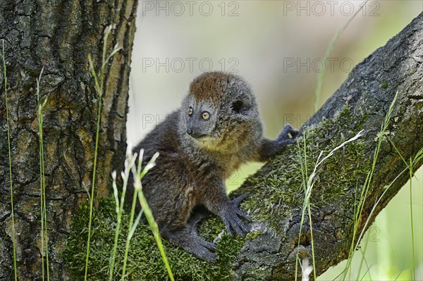 Young Alaotran Gentle Lemur
